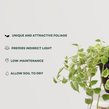 Peperomia variegated plant with setup